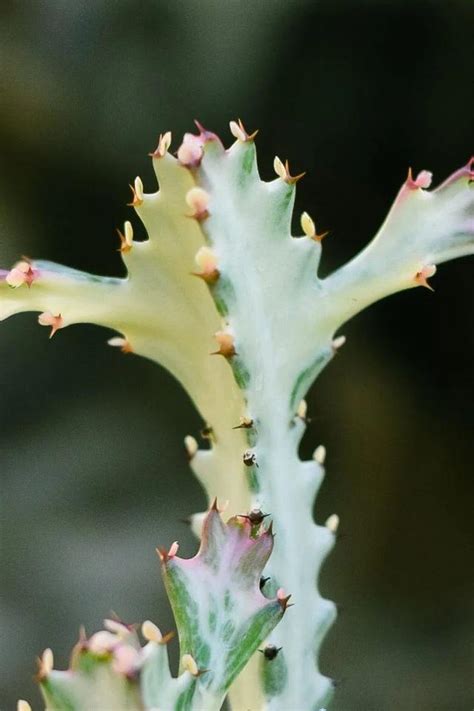 春峰錦綴化|彩春峰Euphorbia lactea f.cristata ‘Albavariegata’